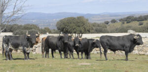 El ganadero Victoriano del Río -a quien pertenecen los toros de la fotografía- estará presente en la Peña El Salcedo.
