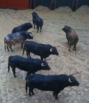Los toros de Jandilla y Vegahermosa para hoy