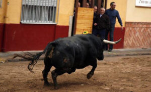Toro de Guardiola Fantoni (Foto: F. Juárez)