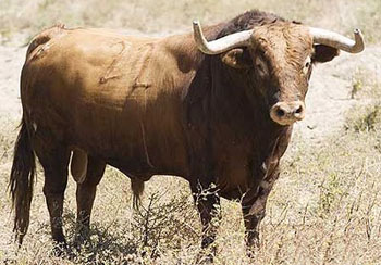Ganaderías de postín para las fiestas de San Antonio Abad