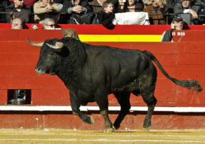 Ofuscado. (Foto: Moratalla Barba)