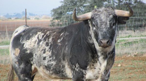 Sorteados los toros de Conde de la Maza para esta tarde