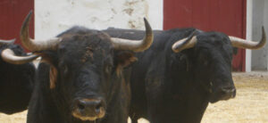 Seriedad en la corrida de Pereda del sábado.