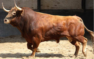 Afanes, de La Dehesilla, será el tercero de la tarde. (Foto: www.las-ventas.com)