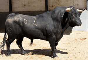 Enjarado, toro de la alternativa de José Manuel Mas