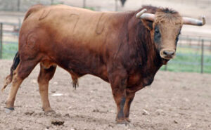 Un toros de Fuente Ymbro que viajará a tierras francesas. Castaño, nº 76, que este mismo año estaba destinado para lidiarse en Sevilla pero que al final no fue de la partida. (Foto: Menacho)