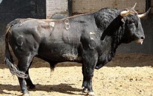 Listo, de Garcigrande, primer toro de Juli en Madrid (Foto: Paloma Aguilar-las-ventas.com)