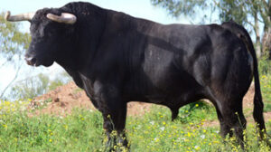 Toro de Jandilla.