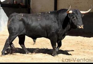 "Cubanoso" será lidiado en quinto lugar por Castella. (Foto: Paloma Aguilar/las-ventas.com)