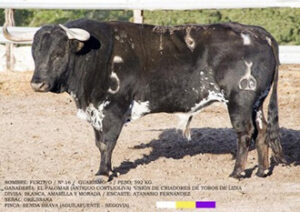 "Furtivo" nº 16 guarismo 5, 598kg, de El Palomar.