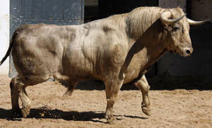 Alucina, de Juan Pedro. Será el segundo de la tarde. (Foto: Paloma Aguilar/www.las-ventas.com)