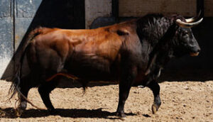 Arbolario, de Baltasar Ibán. Será el segundo de la tarde. (Foto: Paloma Aguilar/www.las-ventas.com)