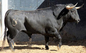 Galiano, de Núñez del Cuvillo, será el primero que se lidie a pie. (Foto: www.las-ventas.com)