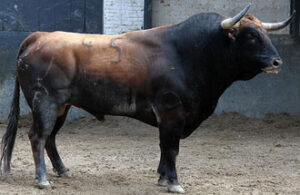 El de El Ventorrillo que saltará en quinto lugar. (Foto: Paloma Aguilar/www.las-ventas.com)