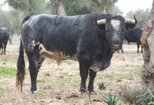Precioso el toro de Joaquín Buendía.
