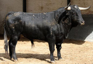 Provechos, de Palha, será el primero de la tarde. (Foto: Paloma Aguilar/www.las-ventas.com)