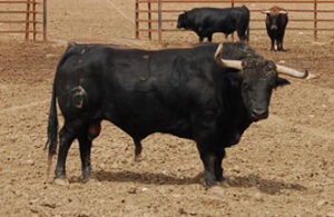 Toro de Fuente Ymbro.