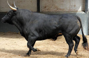 Guindoso I abrirá el festejo de esta tarde. (Foto: Paloma Aguilar/ www.las-ventas.com)