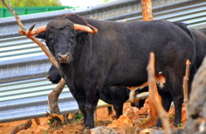 Toro de Los Recitales