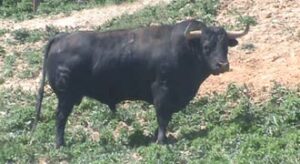 Toro de La Martelilla