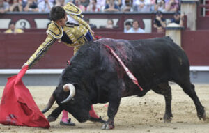 Castella y "Pudoroso", un gran toro. (Foto: Julián López)