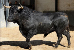 "Juglar", segundo de la tarde y primero de Rafaelillo. (Foto: Paloma Aguilar/www.las-ventas.com)