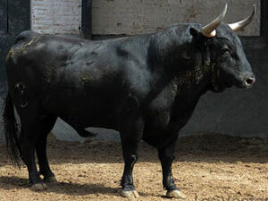 Caralinda, de Victoriano del Río, se jugará en tercer lugar. (Foto: Paloma Aguilar/www.las-ventas.com)
