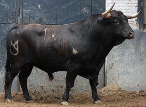 Bobito, de Núñez del Cuvillo, que será lidiado esta tarde por Morante de la Puebla. (Foto: Paloma Aguilar/ www.las-ventas.com)