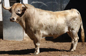 Pocabulla, de Torrealta, saltará al ruedo en primer lugar.