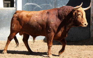 Cigarro, de Vellosino. Será el encargado de abrir festejo. (Foto: Paloma Aguilar/www.las-ventas.com)