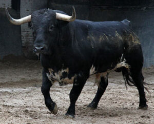 "Girón" será el tercero de la tarde. (Foto: Paloma Aguilar/www.las-ventas.com)