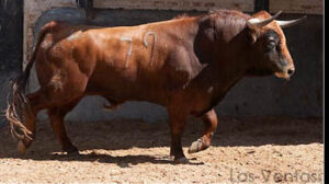 "Hortelano" será lidiado en primer lugar por Gómez del Pilar. Fotos: Paloma Aguilar/las-ventas.com