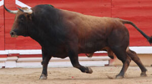 "Tramposo", de Fuente Ymbro, trofeo Carriquiri 2010. (Foto: Berho)
