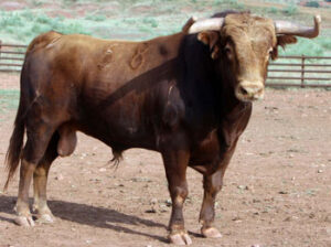 Limonero, número 58. Se lidiará en segundo lugar.