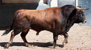 "Pocasbromas”, de El Montecillo, saldrá en cuarto lugar. (Foto: las-ventas.com/Paloma Aguilar)