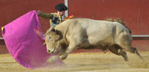 Saldívar y "Tortolito", un buen novillo de Prieto de la Cal. (Foto: J. López)