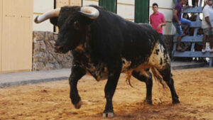 (Foto: Rullot)