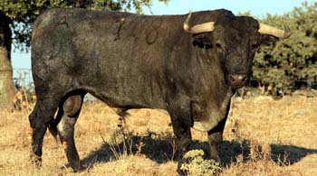 "Murciano", número 18, es uno de los toros reseñados. Fotos: Jaime Serrano