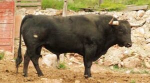Toro de Guardiola Fantoni, número 103, guarismo 5. (Foto: Sales)