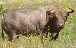 Foto: www.toroenelcampo.com