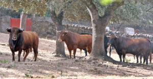 Algunos de los novillos reseñados para la Feria de Julio. (Foto: Templaíto)
