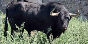 "Forajido", de Victoriano del Río, para Castella. (Foto: Templaíto)