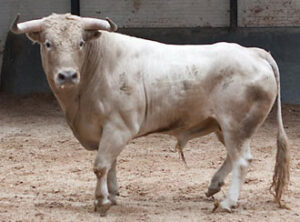 "Lujoso", de pelo jabonero, saldrá en tercer lugar. (Foto: Juan Pelegrín / www.las-ventas.com)