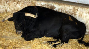 Rayito, recuperándose en los corrales de La Monumental.