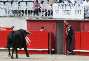 "Rayito", de Valdefresno, volviendo a los corrales, y a la vida. (Foto: Álava)