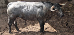 El número 101 de Victorino, en los corrales de Dax. (Foto: William Lucas)