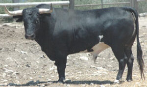 Toro de la ganadería Guardiola Fantoni nº83, g6.