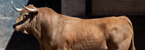 “Escarolo”, de El Retamar,hermoso melocotón que será lidiado en quinto lugar. (Foto: www.las-ventas.com)