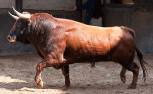 "Costuritas", número 63, será lidiado en segundo lugar por Miguel Manzano. (Foto: Juan Pelegrín / www.las-ventas.com)