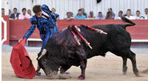 El quinto toro de Daniel, embistiendo humillado a la muleta de Juli. Foto: I. Dupin